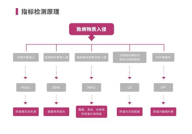 全自动阴道炎污app下载安装LTS-V400指标检测原理